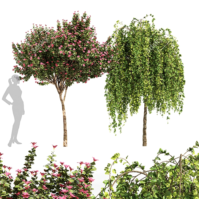 Fragrant Orchid Tree: Weeping Mulberry - 3D Model 3D model image 1