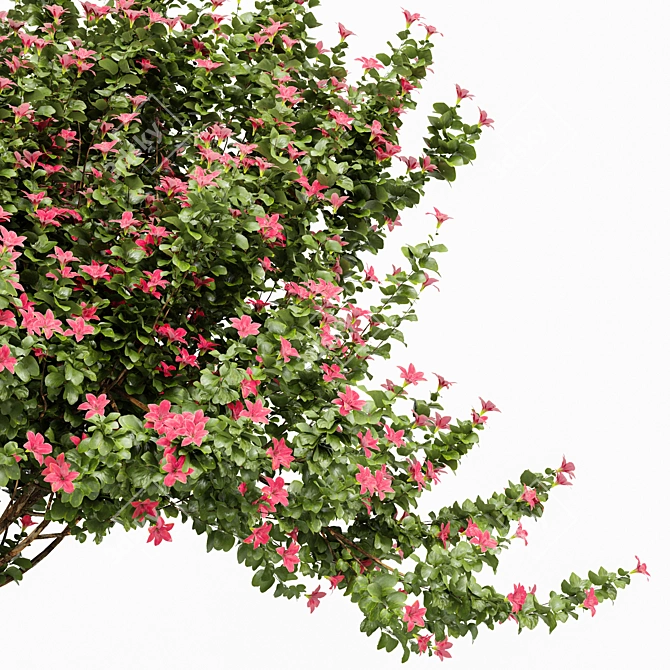 Fragrant Orchid Tree: Weeping Mulberry - 3D Model 3D model image 2