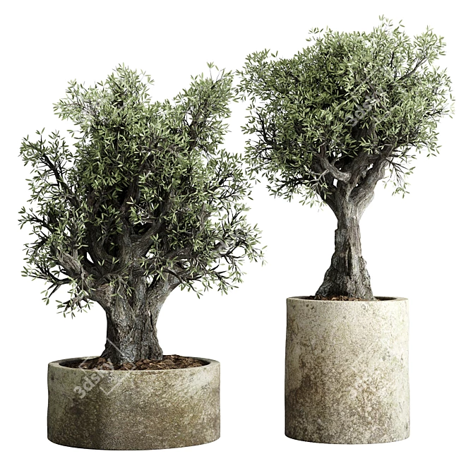 The Vintage Olive Tree: Outdoor Collection 3D model image 1