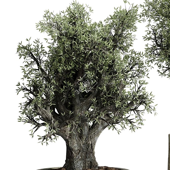 The Vintage Olive Tree: Outdoor Collection 3D model image 2