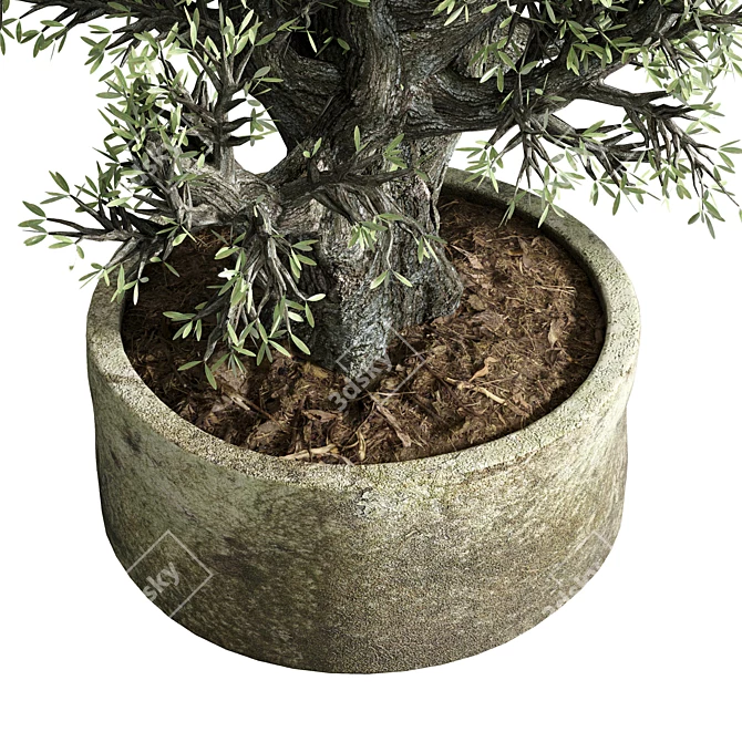 The Vintage Olive Tree: Outdoor Collection 3D model image 3