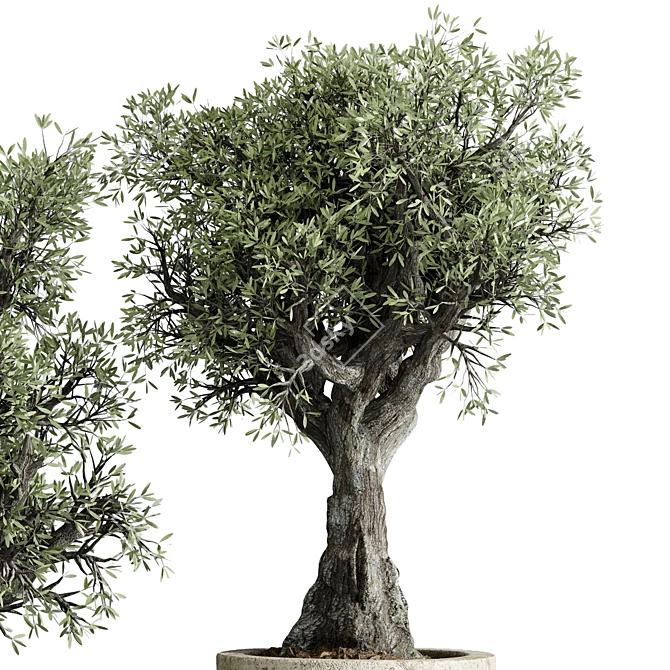 The Vintage Olive Tree: Outdoor Collection 3D model image 4