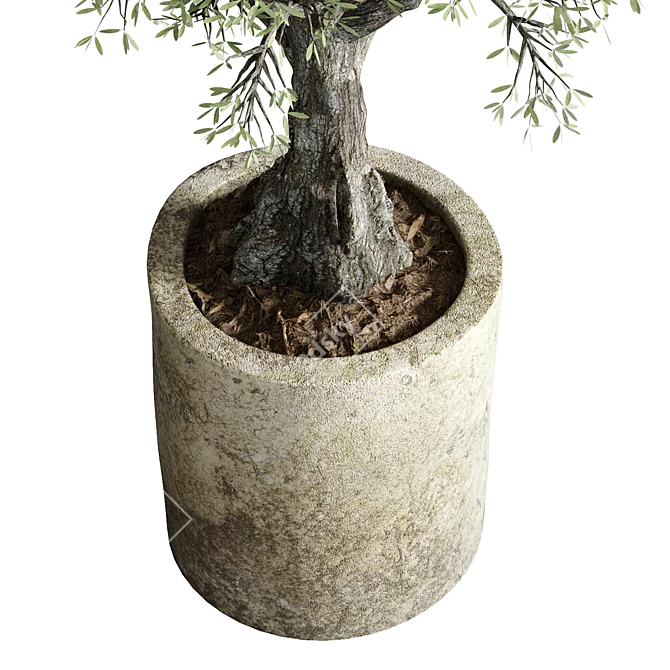 The Vintage Olive Tree: Outdoor Collection 3D model image 5