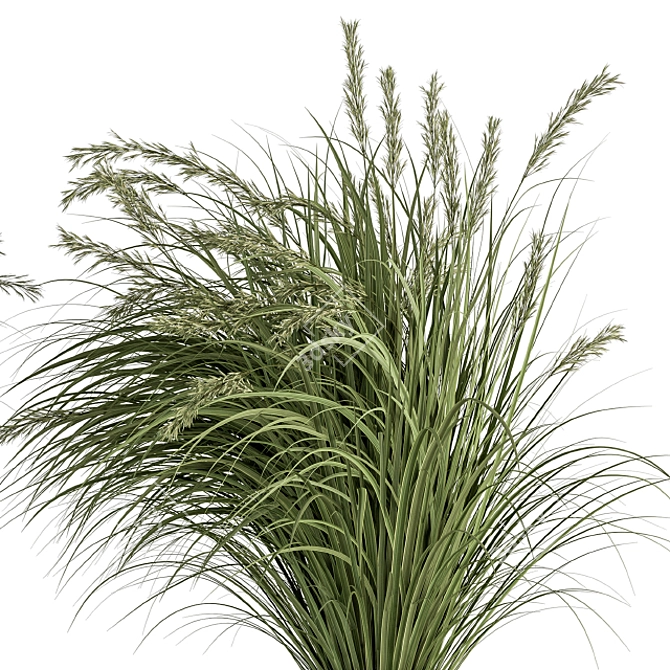 Pampas Bush Set: 42 Fresh & Dried 3D model image 2