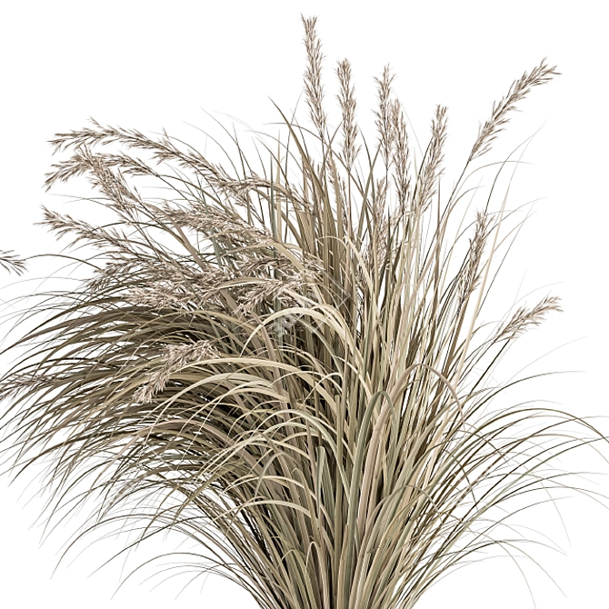 Pampas Bush Set: 42 Fresh & Dried 3D model image 3