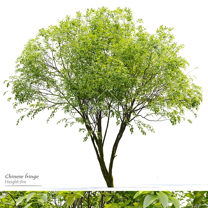 Exotic Chinese Fringe Tree 3D model image 1