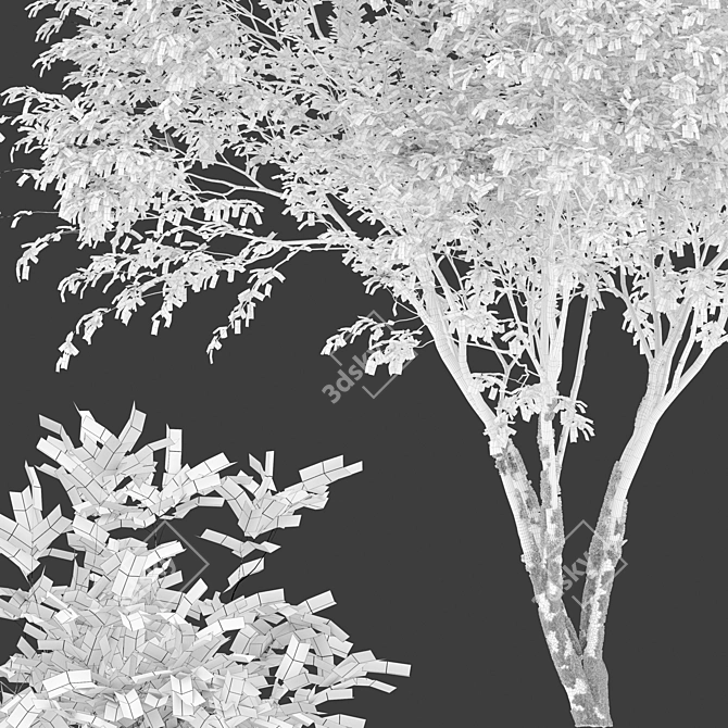 Exotic Chinese Fringe Tree 3D model image 5