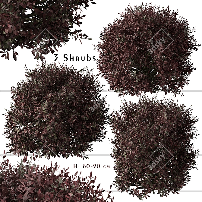 Pittosporum Purpureum Shrubs - Vibrant Kohuhu Trio! 3D model image 1