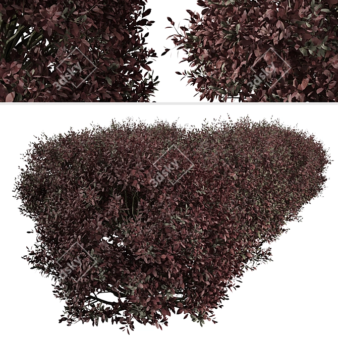 Pittosporum Purpureum Shrubs - Vibrant Kohuhu Trio! 3D model image 2