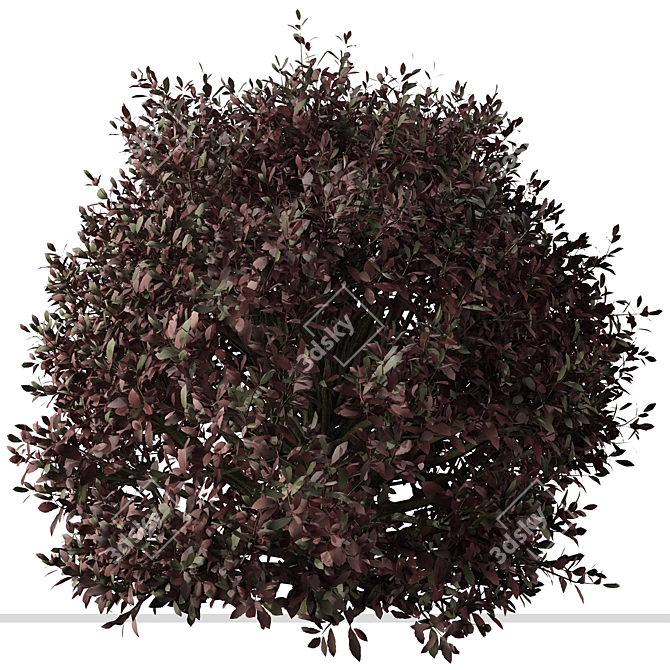 Pittosporum Purpureum Shrubs - Vibrant Kohuhu Trio! 3D model image 3