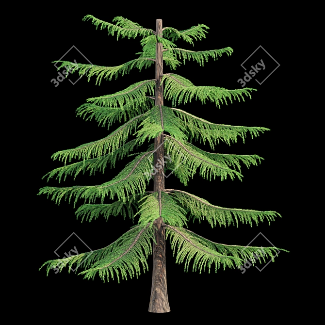 Natural Green Norfolk Island Pine 3D model image 3