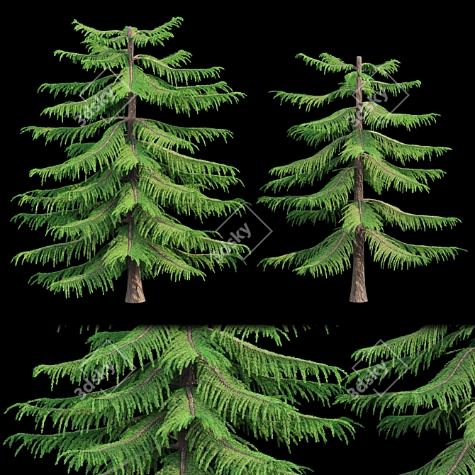 Natural Green Norfolk Island Pine 3D model image 5
