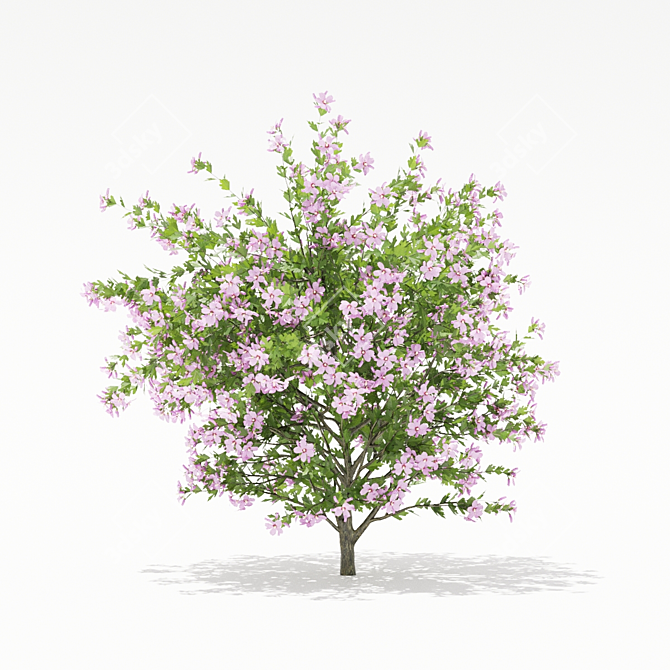 Syrian Hibiscus Bushes | High-quality 3D Models 3D model image 4