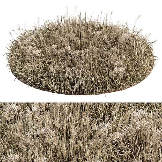 Natural Wheat Grass Dried & Scatter-ready 3D model image 1