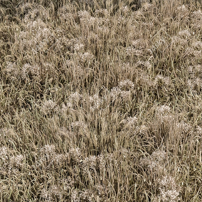 Natural Wheat Grass Dried & Scatter-ready 3D model image 2