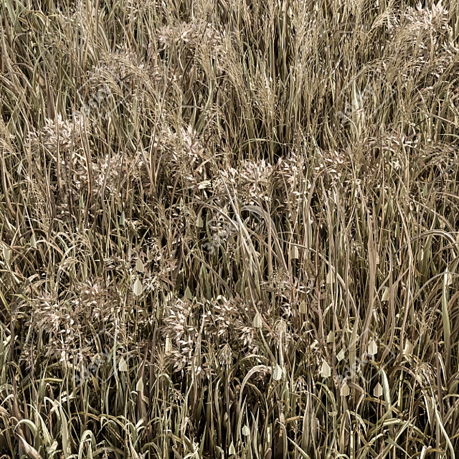 Natural Wheat Grass Dried & Scatter-ready 3D model image 3