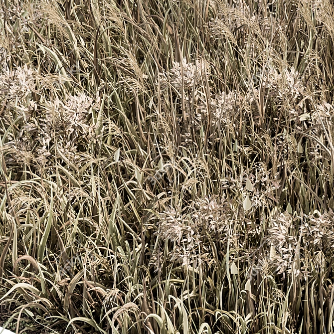 Natural Wheat Grass Dried & Scatter-ready 3D model image 4