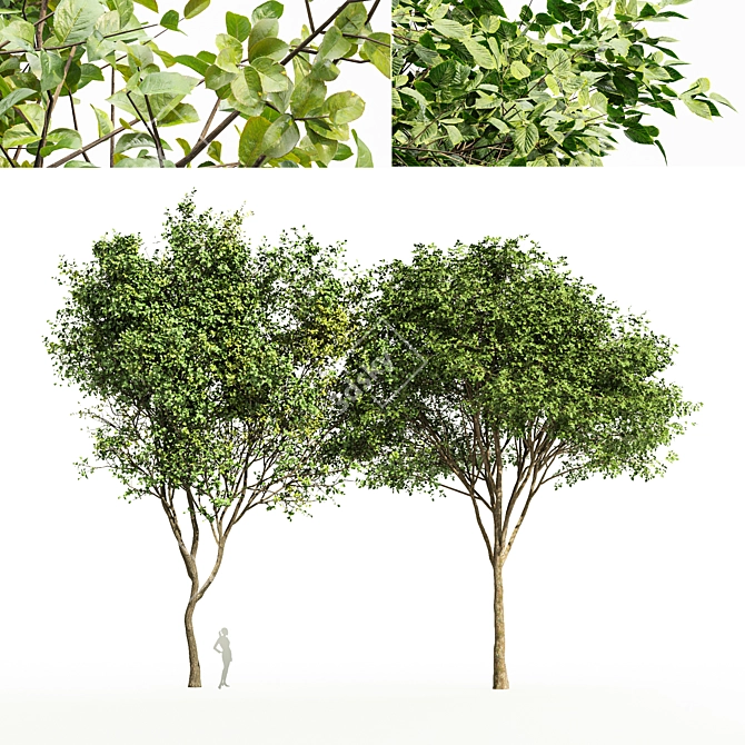 Elegant Gray Alder Tree: 3D Model 3D model image 1