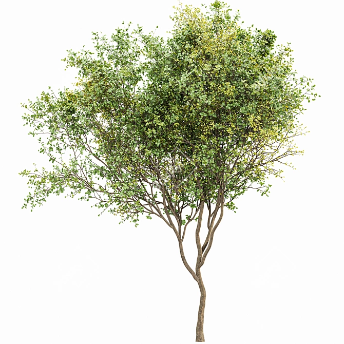 Elegant Gray Alder Tree: 3D Model 3D model image 4
