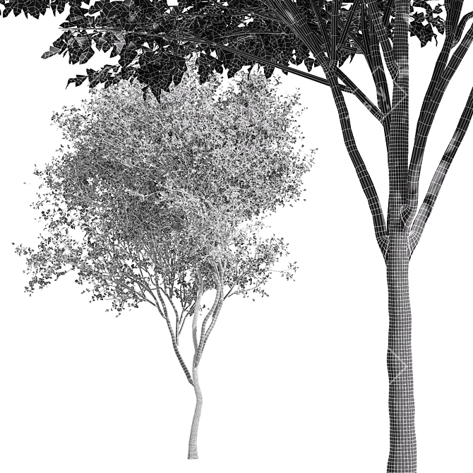 Elegant Gray Alder Tree: 3D Model 3D model image 6