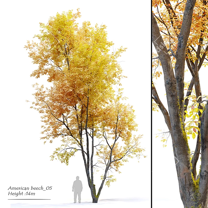 Autumn Beech: Majestic American Beauty 3D model image 1