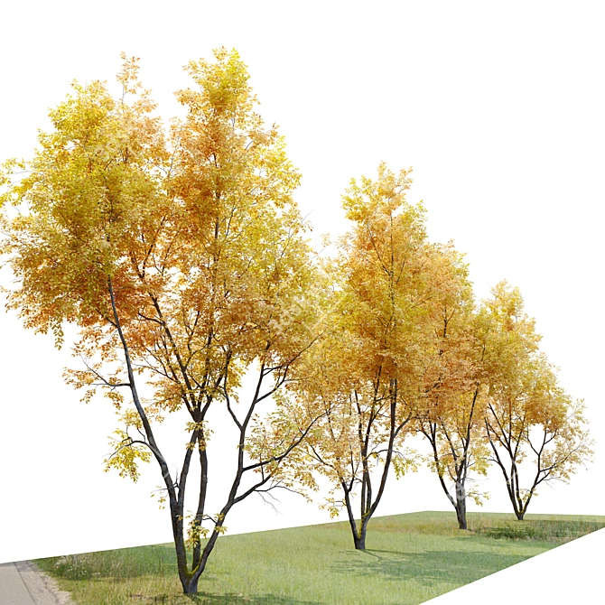 Autumn Beech: Majestic American Beauty 3D model image 2