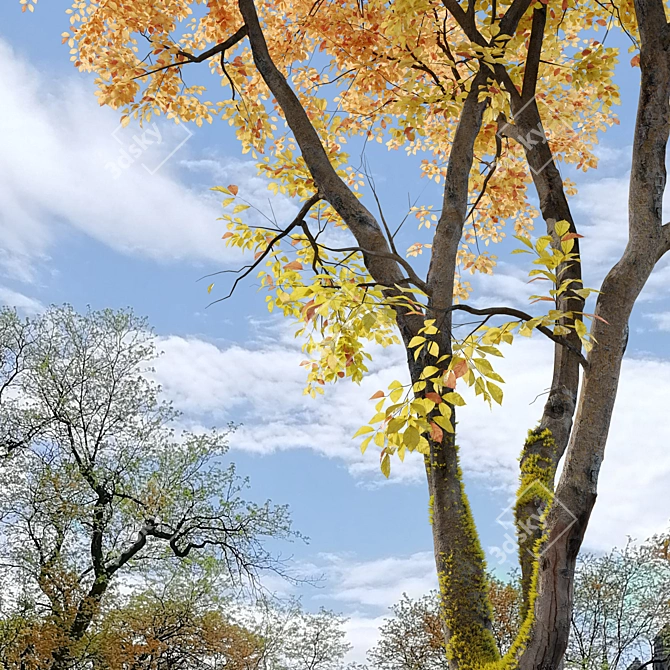 Autumn Beech: Majestic American Beauty 3D model image 3