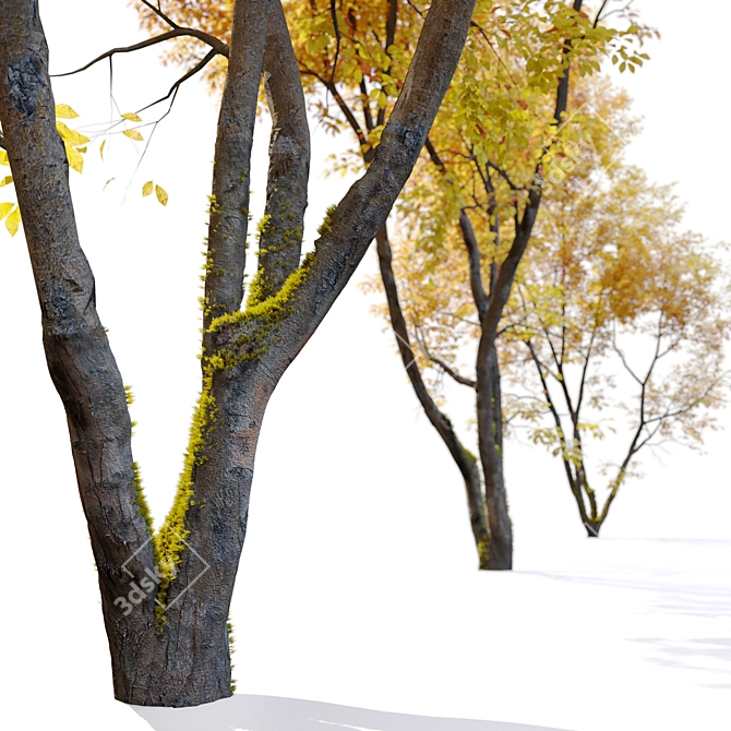 Autumn Beech: Majestic American Beauty 3D model image 4