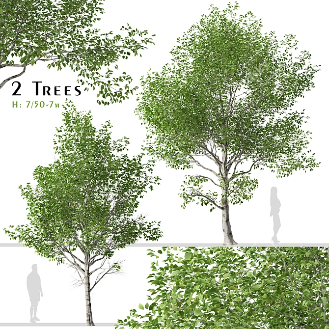 Himalayan Birch Tree Set (2 Trees) 3D model image 1