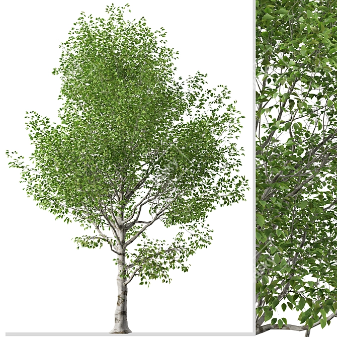 Himalayan Birch Tree Set (2 Trees) 3D model image 2