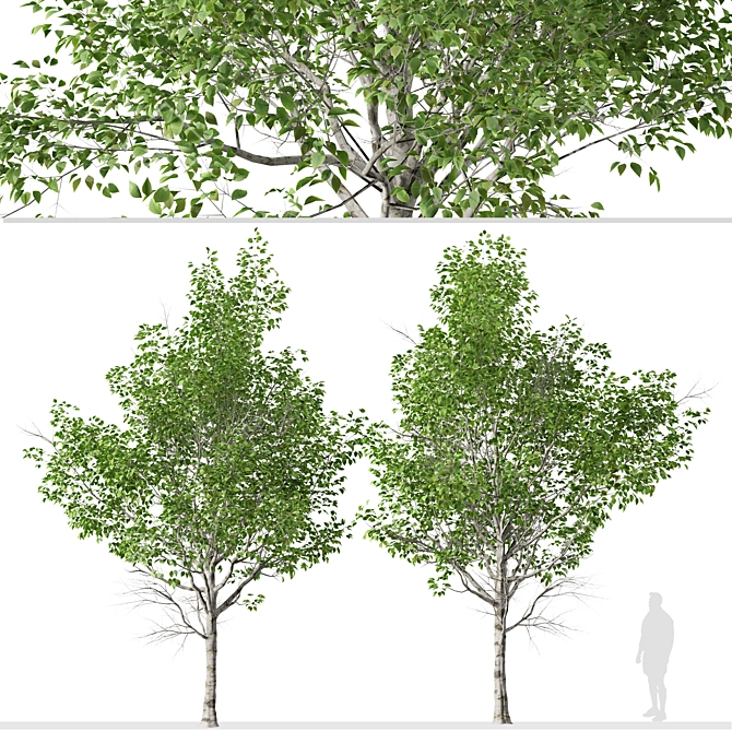 Himalayan Birch Tree Set (2 Trees) 3D model image 3