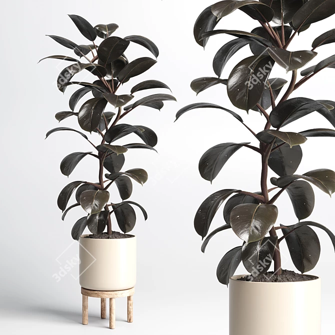 Natural Wood Pot Collection for Indoor & Outdoor Ficus and Rubber Plants 3D model image 1