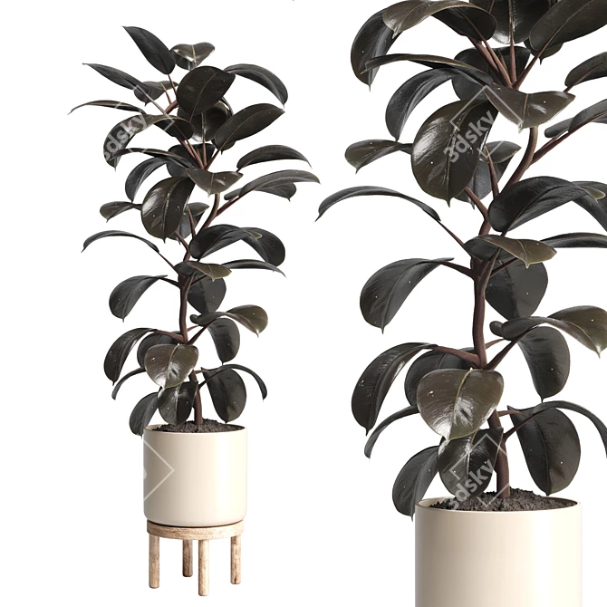 Natural Wood Pot Collection for Indoor & Outdoor Ficus and Rubber Plants 3D model image 4