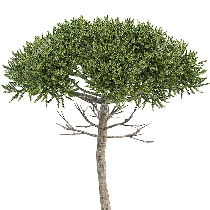 Tree-Monkey Puzzle Araucaria: Stunning 3D Model 3D model image 3