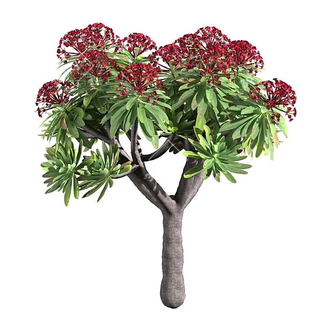 Euphorbia Atropurpurea 3D Model 3D model image 2