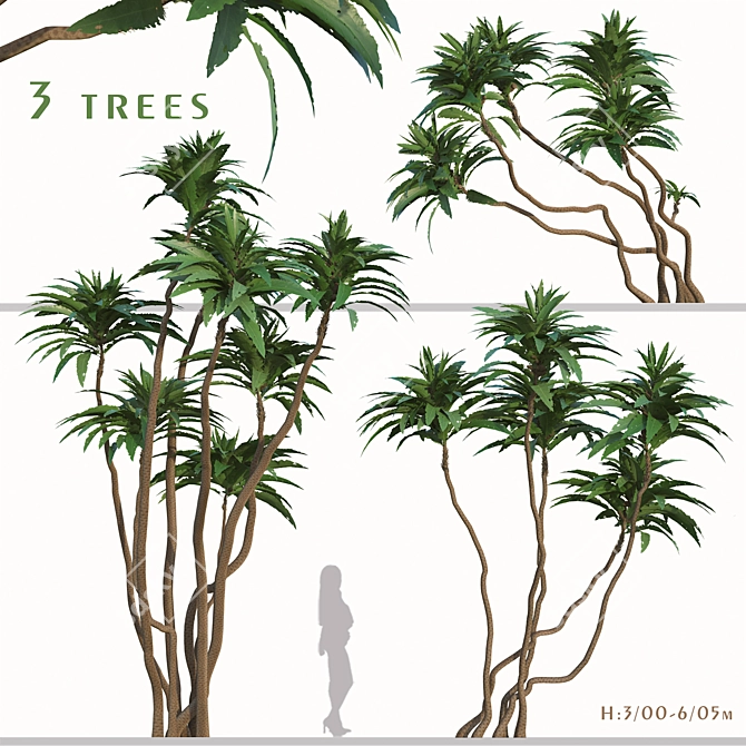 Exotic Duo: Ficus Pseudopalma (2 Trees) 3D model image 1