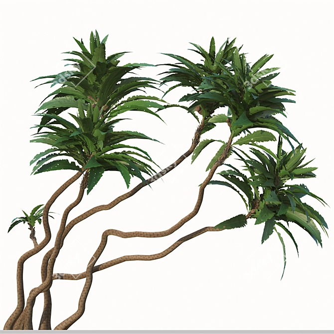 Exotic Duo: Ficus Pseudopalma (2 Trees) 3D model image 2