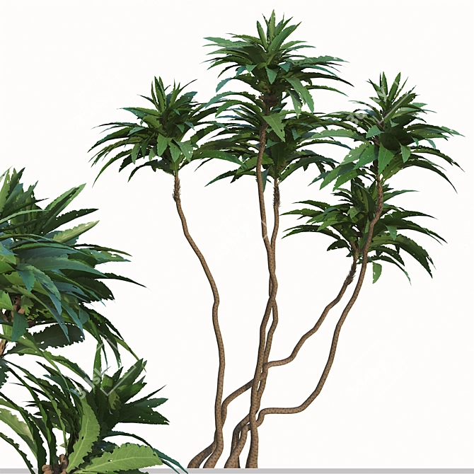 Exotic Duo: Ficus Pseudopalma (2 Trees) 3D model image 3