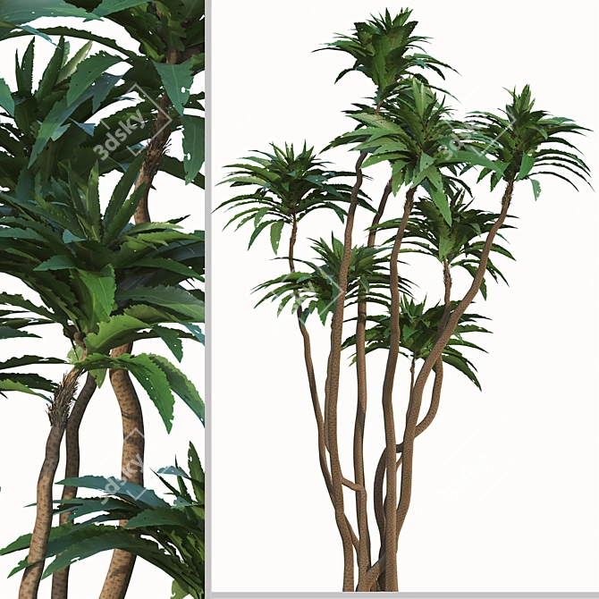 Exotic Duo: Ficus Pseudopalma (2 Trees) 3D model image 4