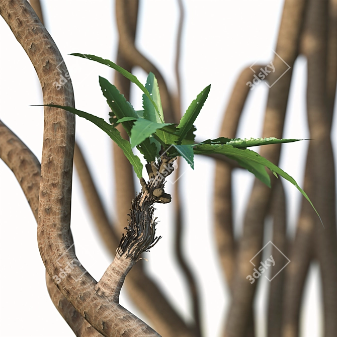 Exotic Duo: Ficus Pseudopalma (2 Trees) 3D model image 5