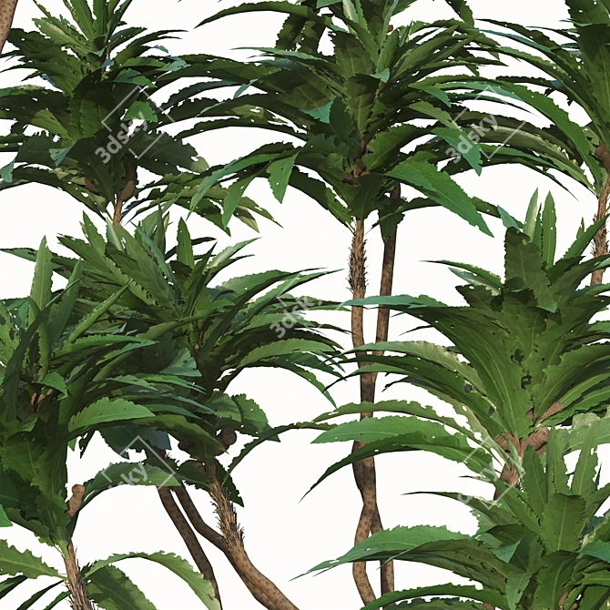 Exotic Duo: Ficus Pseudopalma (2 Trees) 3D model image 6