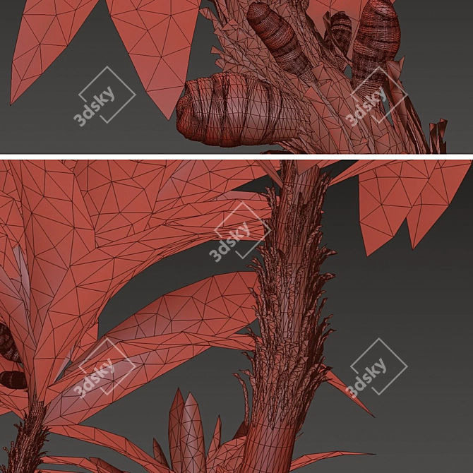 Exotic Duo: Ficus Pseudopalma (2 Trees) 3D model image 7