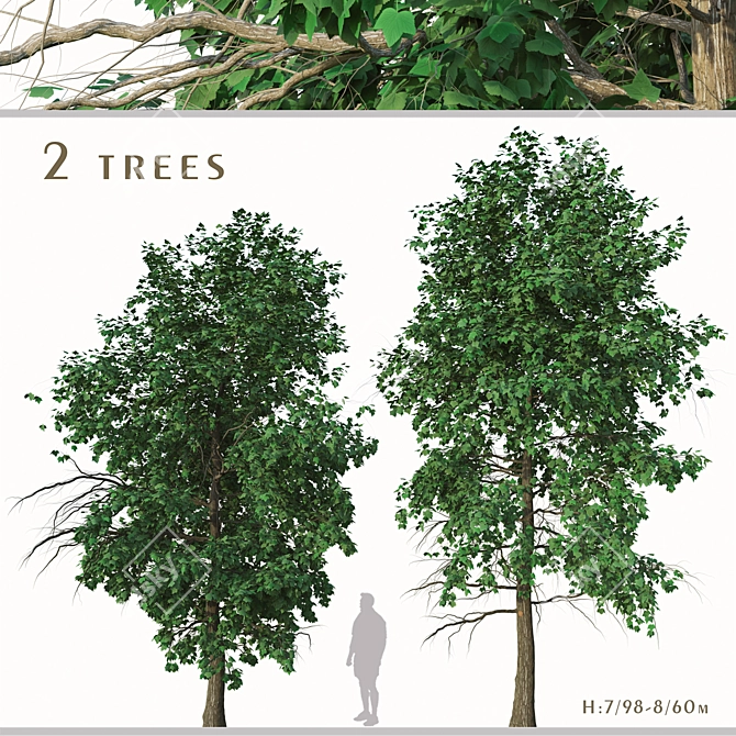 Acer Buergerianum Set: Trident Maple (2 Trees) 3D model image 1