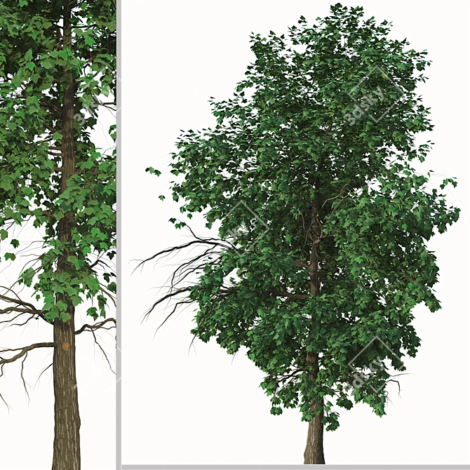 Acer Buergerianum Set: Trident Maple (2 Trees) 3D model image 2