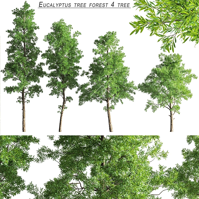 Eucalyptus Forest Pack - CG Trees for V-Ray 3D model image 1