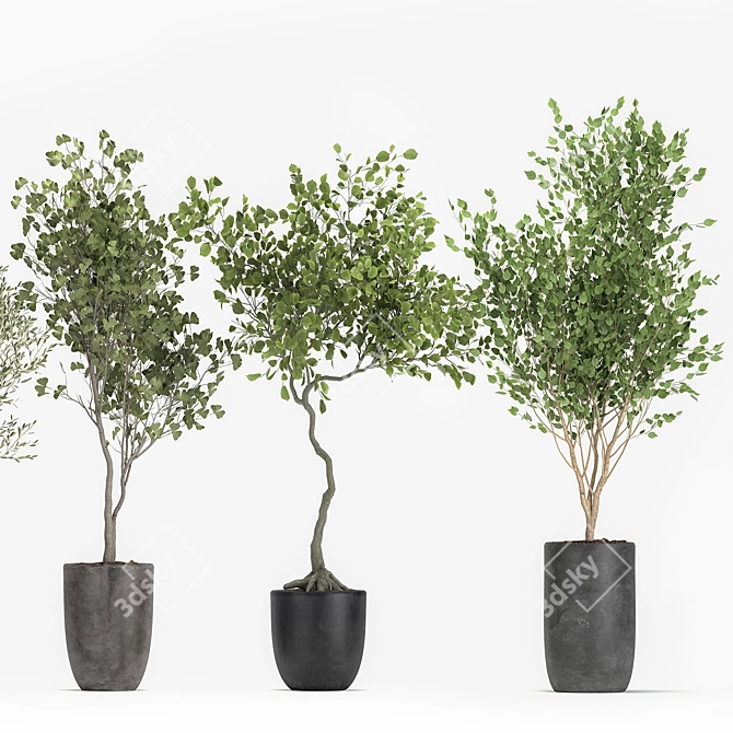 Olive Tree, Ginkgo Biloba & More: 1050-Piece Decorative Plant Collection 3D model image 4