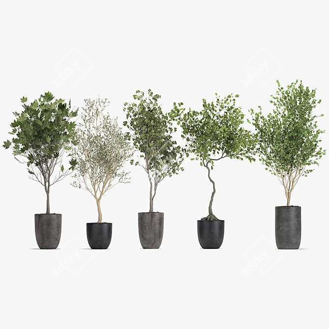 Olive Tree, Ginkgo Biloba & More: 1050-Piece Decorative Plant Collection 3D model image 6