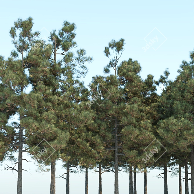 Pine Trees Pack Vol. 39 - High-Quality 3D Models 3D model image 4