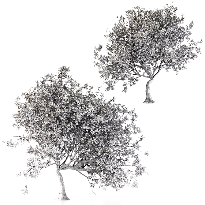 Canyon Oak Trees - Evergreen Beauty 3D model image 4