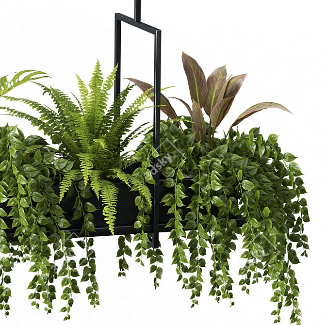 Hanging Plant Set - 05 Varieties 3D model image 3